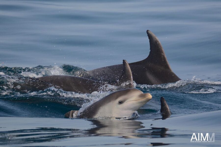 Lagoa: Dolphins Expedition with biologist guide on board - What You Might Spot Besides Dolphins (and Why It’s a Plus)