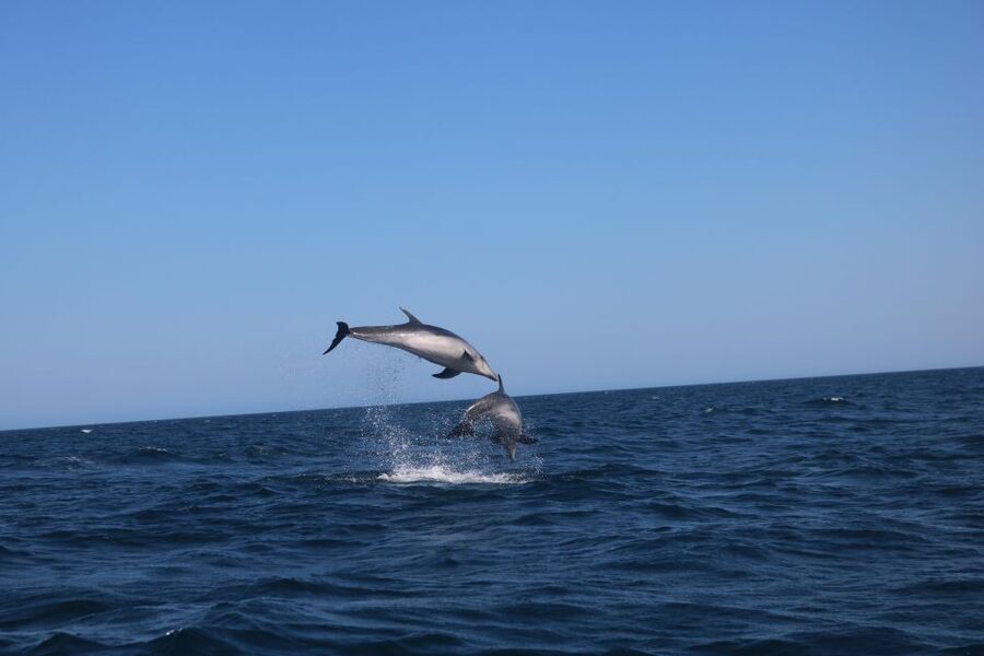 Lagoa: Dolphins Expedition with biologist guide on board - What to Bring for the Algarve Atlantic: Wind, Sun, and Chilly Spray