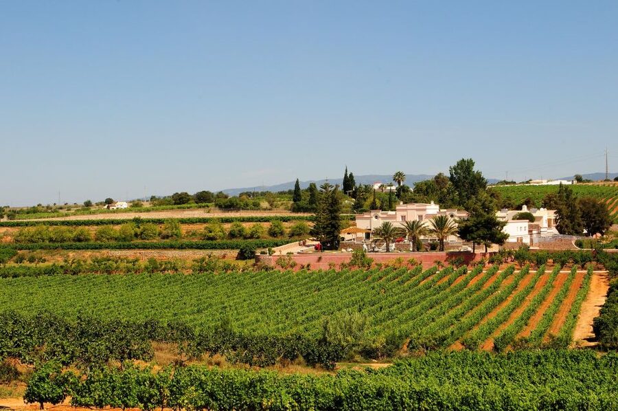 Lagoa: Guided Winery Tour and Local Wine Tasting - Key things to know before you go