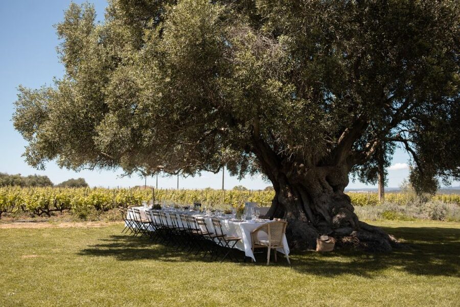 Lagoa: Morgado do Quintão Estate Lunch and Wine Tasting - Why This Vineyard Lunch Feels More Local Than Touristy