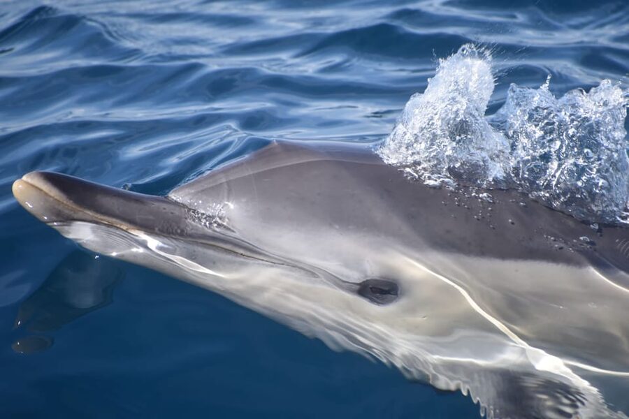 Lagos: Combo Dolphin and Benagil Tour with Marine Biologist - Key things I’d zoom in on