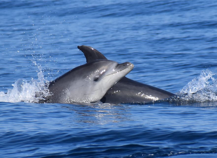 Lagos: Combo Dolphin and Benagil Tour with Marine Biologist - Algar de Benagil: The Iconic Cave From the Water