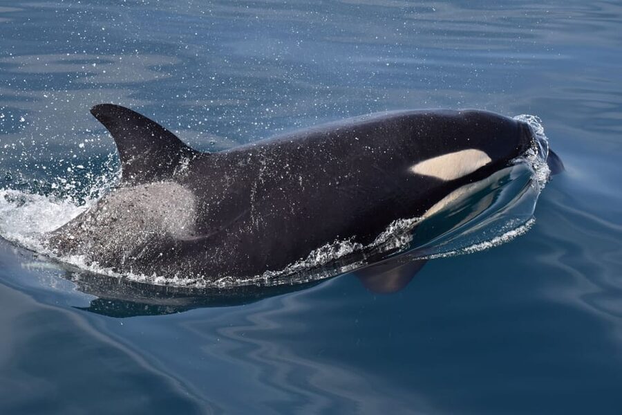Lagos: Combo Dolphin and Benagil Tour with Marine Biologist - The Speedboat Ride: Fast, Dolphin-Friendly, and a Bit Wild