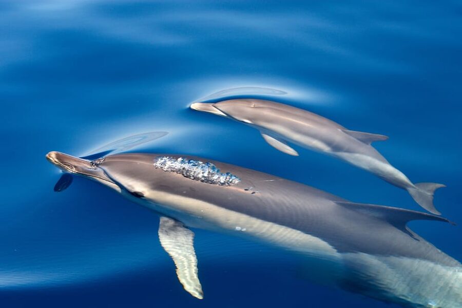 Lagos: Combo Dolphin and Benagil Tour with Marine Biologist - Included Extras That Actually Help