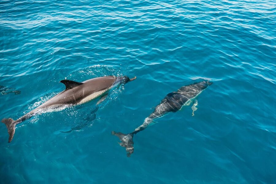Lagos: Dolphin Watch Tour with Professional Marine Biologist - Key highlights at a glance