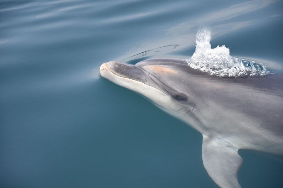 Lagos: Dolphin Watch Tour with Professional Marine Biologist - Who should book (and who should skip it)