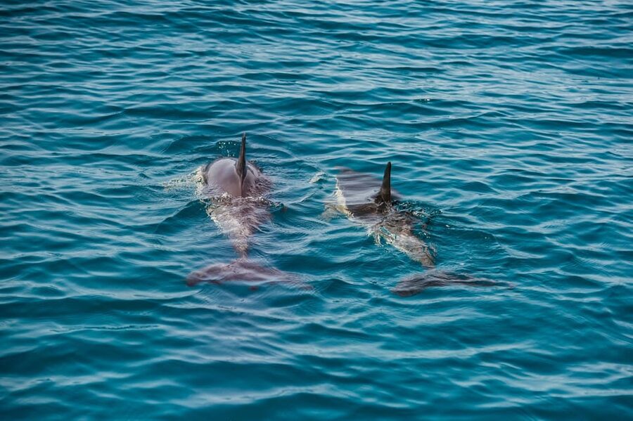Lagos: Dolphin Watch Tour with Professional Marine Biologist - The marine biologist experience: from dolphin hearing to family life