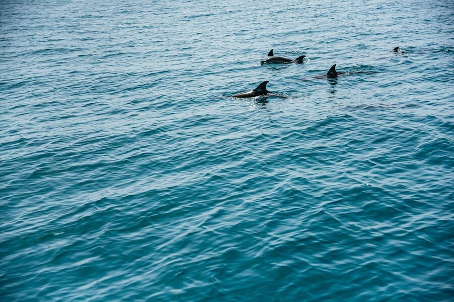 Lagos: Dolphin Watch Tour with Professional Marine Biologist - When sightings are fast versus when the search takes time