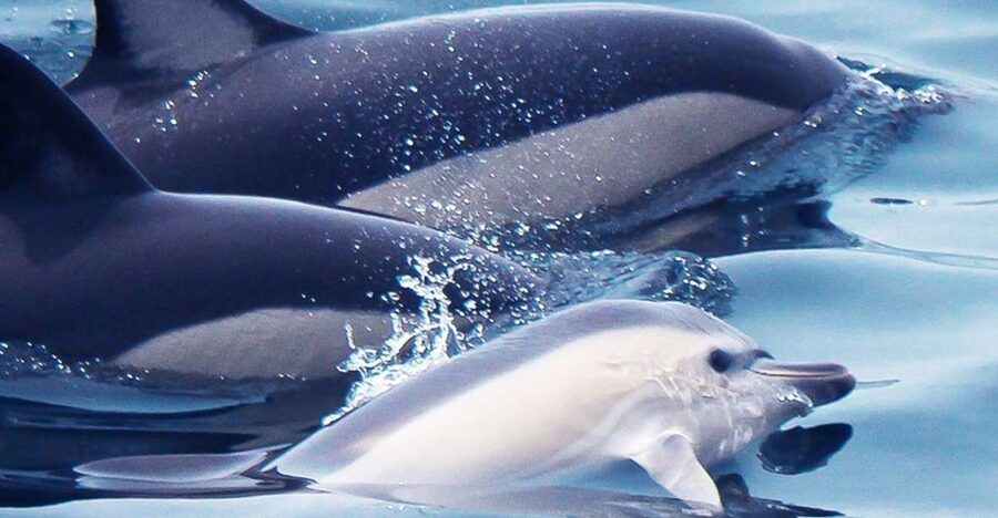 Lagos: Dolphin Watching with Professional Marine Biologists - Quick Highlights: What Makes This Lagos Dolphin Trip Worth It