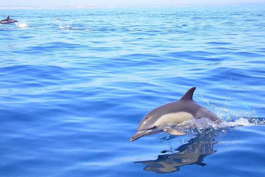 Lagos: Dolphin Watching with Professional Marine Biologists - Why the “Professional Marine Biologist” Part Matters Here