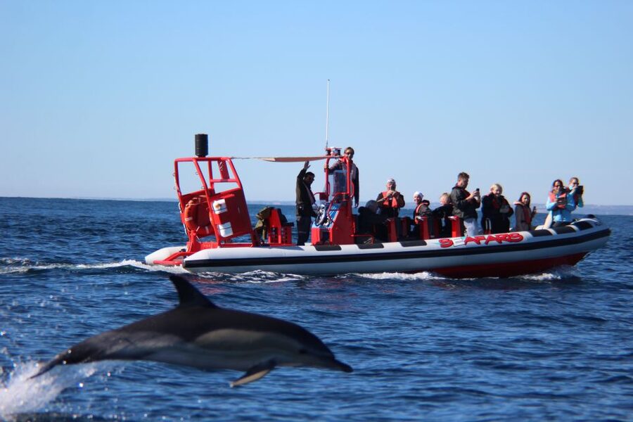 Lagos: Dolphin Watching with Professional Marine Biologists - The Tornado Rib Ride: Speed, Comfort, and What You’ll Feel