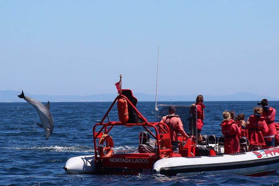 Lagos: Dolphin Watching with Professional Marine Biologists - Other Wildlife Possibilities: Whales and More