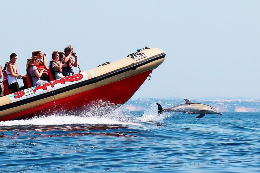 Lagos: Dolphin Watching with Professional Marine Biologists - Price and Value: Is $40 Worth 1.5 Hours?