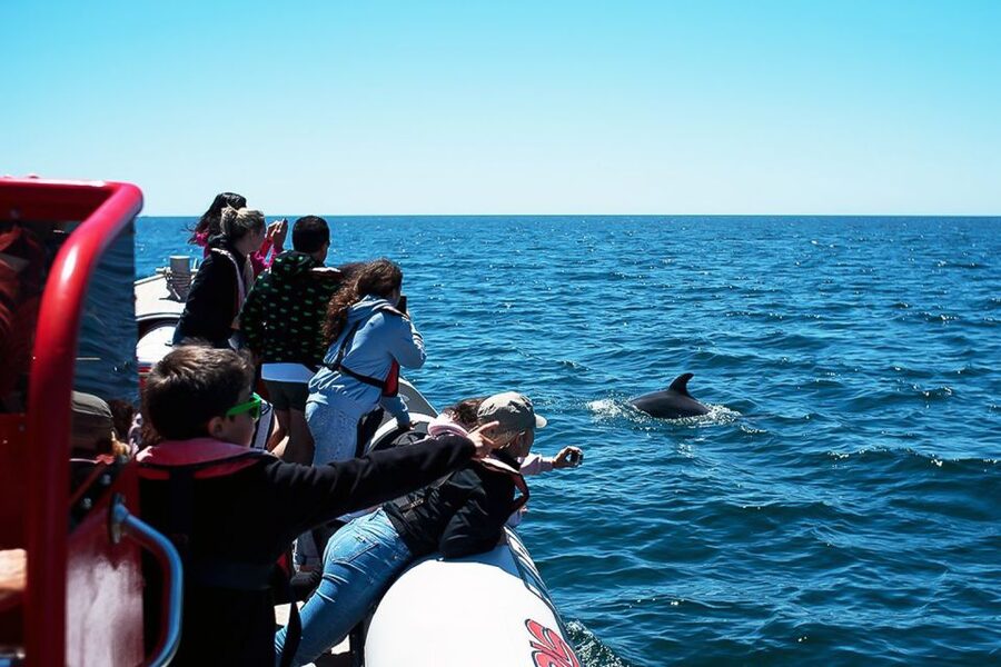 Lagos: Dolphin Watching with Professional Marine Biologists - Tips to Get the Best Day: Small Prep That Helps