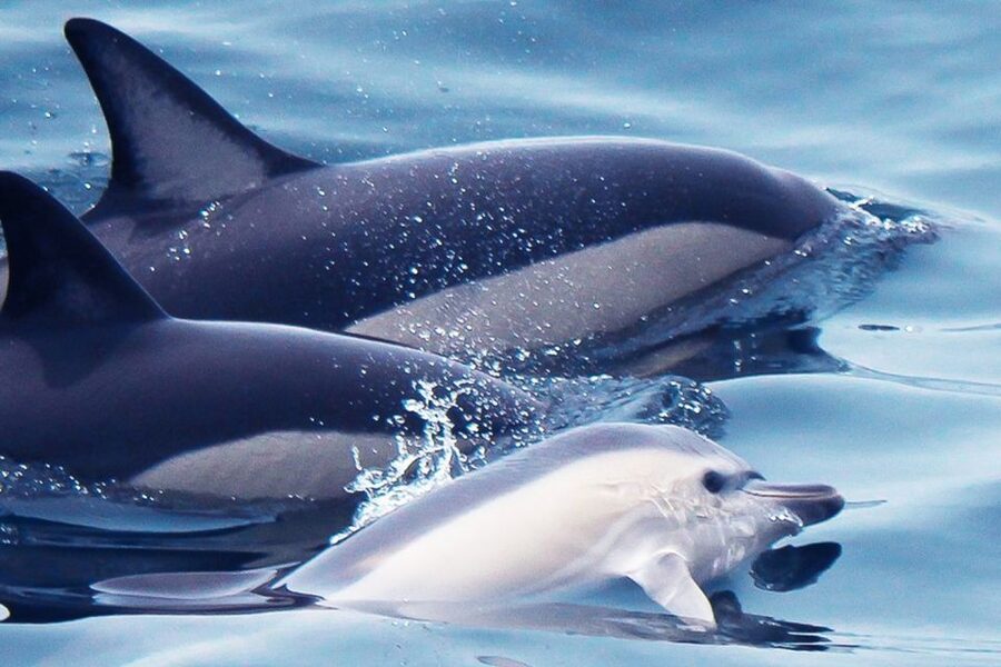 Lagos: Dolphin Watching with Professional Marine Biologists - Getting On the Water in Lagos: Marina de Lagos and Seafaris