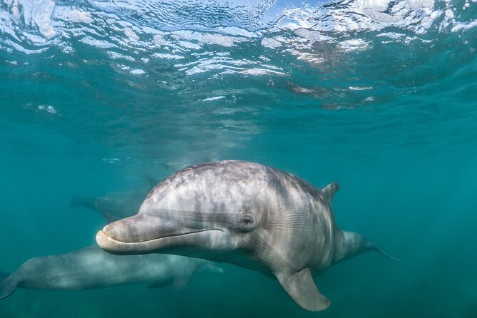 Lagos: Dolphins & Benagil Caves – Catamaran - Key highlights worth getting excited about