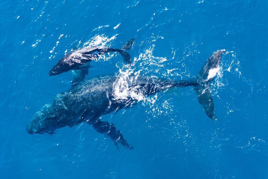 Lagos: Dolphins & Caves - Catamaran - Snack and small comforts: the $58 value you feel in your hands