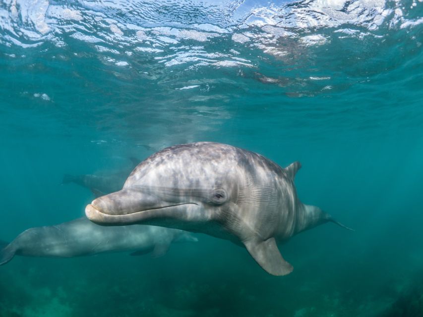 Lagos: Dolphins & Caves - Catamaran - Price and what $58 buys you in real terms