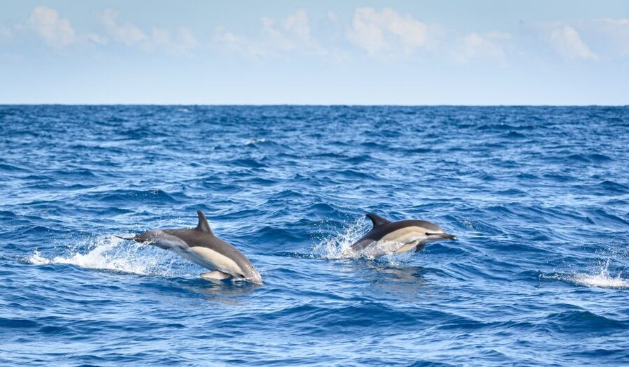 Lagos: Dolphins & Caves - Catamaran - The catamaran ride: why this style matters for dolphin viewing