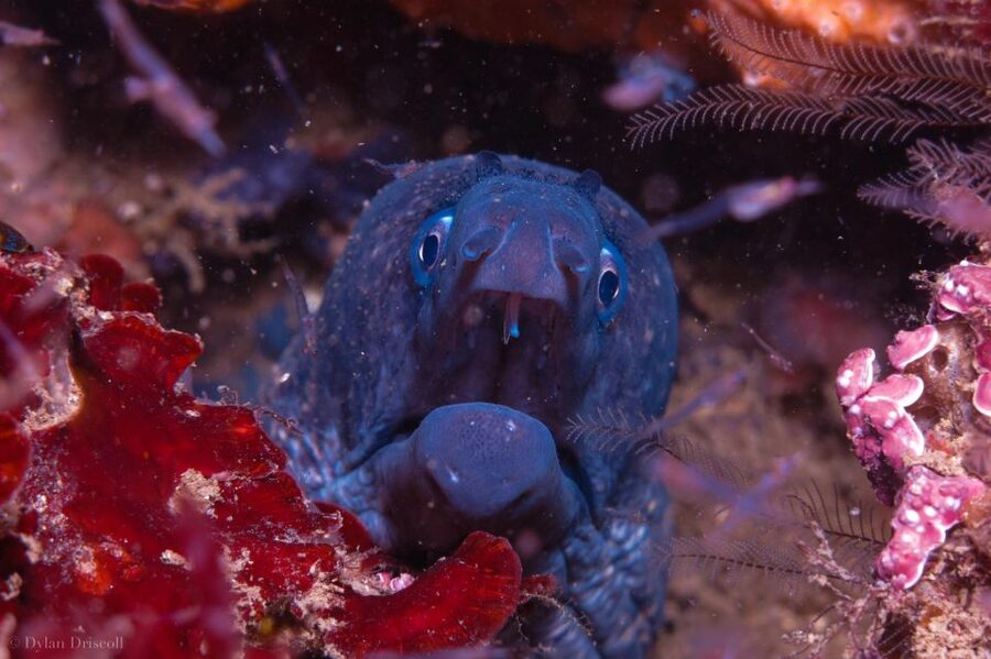 Lagos: Guided Scuba Diving Trip for Beginners - Quick Highlights You’ll Care About