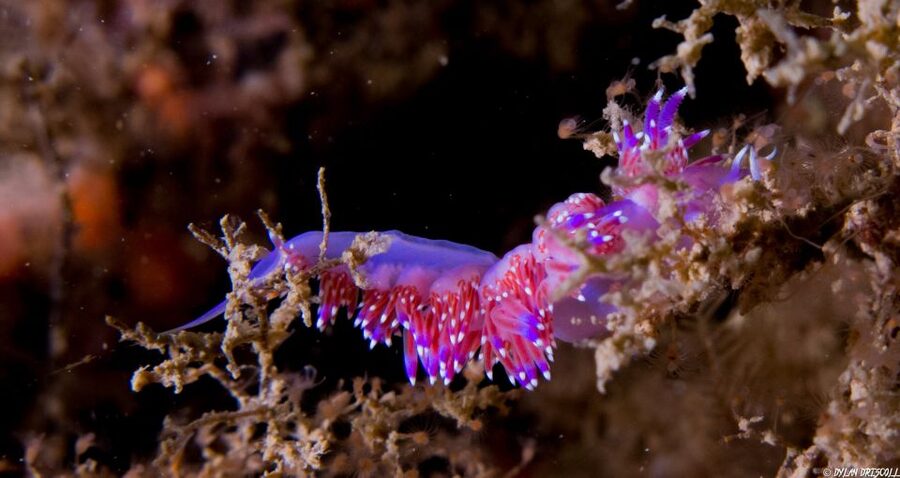 Lagos: Guided Scuba Diving Trip for Beginners - What You’ll See Underwater: Cutttlefish, Octopus, and Real Critters