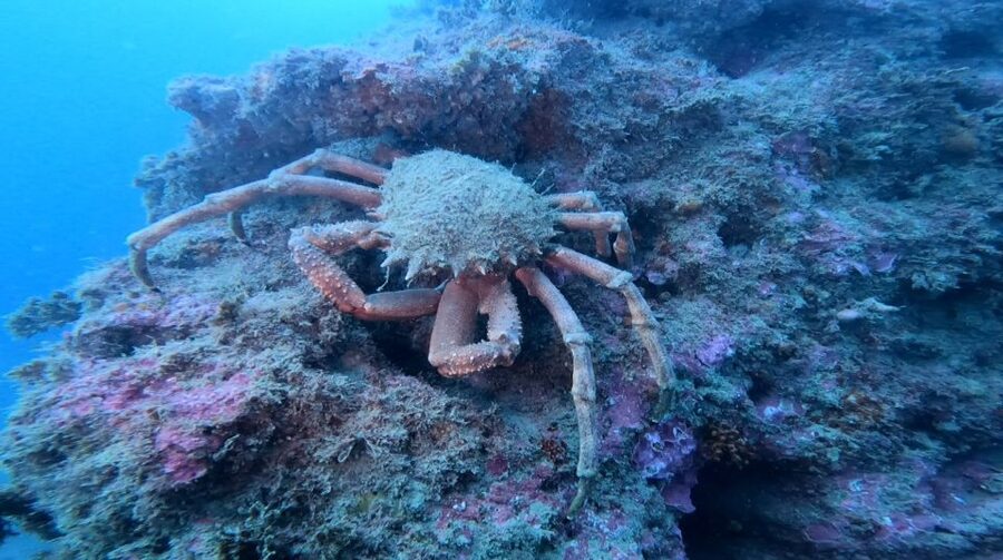 Lagos: Guided Scuba Diving Trip for Beginners - Timing in Lagos: A 3-Hour Plan With a 35-Minute Session