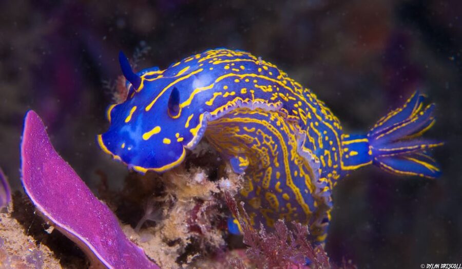 Lagos: Guided Scuba Diving Trip for Beginners - Setting Expectations for Water Conditions (Yes, Murky Happens)
