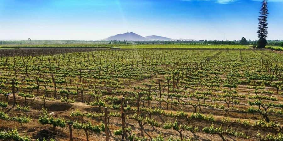 Lagos/Praia da Luz: Wine Tour, Tastings, Tapas, and Music - Stop 3: shop time for Algarve wines and regional products