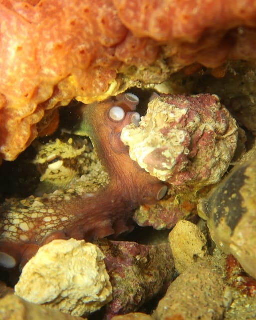 Lagos: Scuba Diving Experience for Beginners - Key points I’d plan around