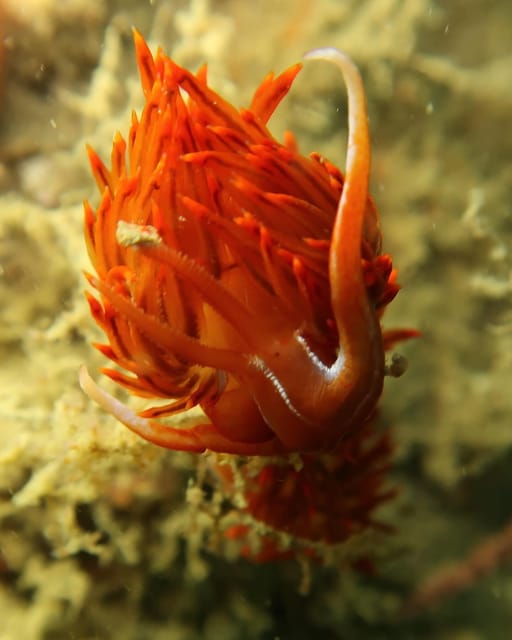 Lagos: Scuba Diving Experience for Beginners - Meeting point: where to go in Lagos