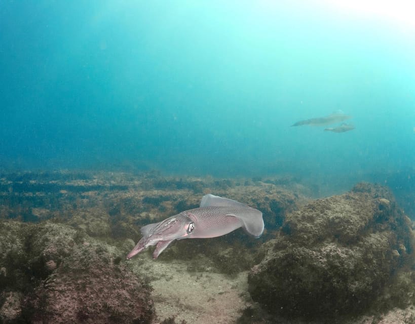 Lagos: Scuba Diving Experience for Beginners - The two-part flow: briefing, pool practice, then the ocean session
