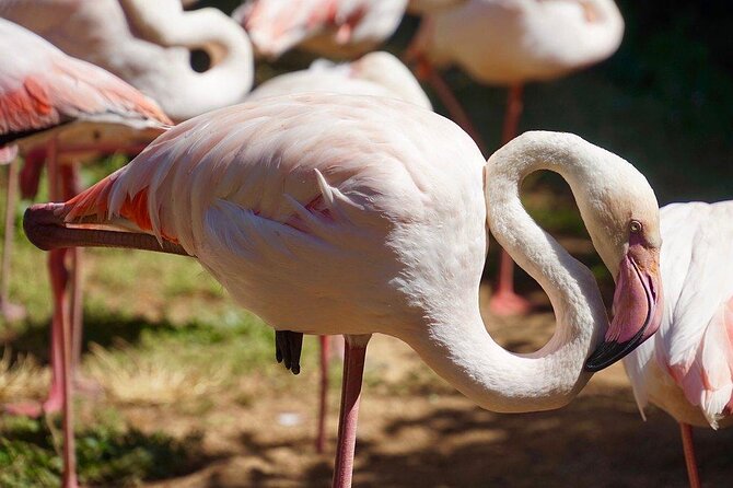 Lagos Zoo Admission Ticket - Key Things I’d Focus On Before You Go