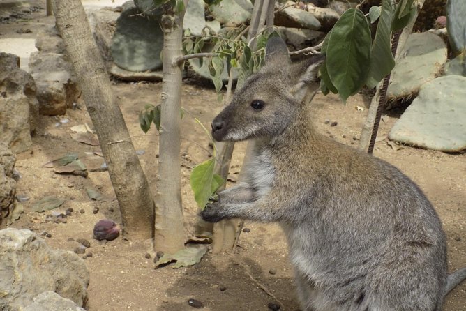 Lagos Zoo Admission Ticket - Parque Zoológico De Lagos: What You’re Really Buying With This Ticket