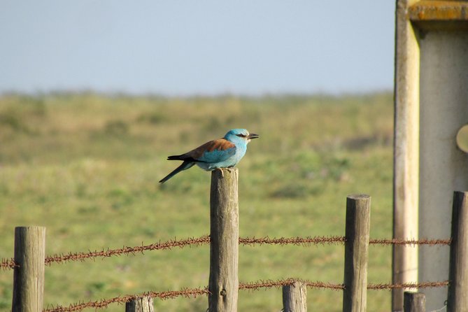 Laid-back birdwatching week - A ROCHA base, slow Algarve days, and small-group birding