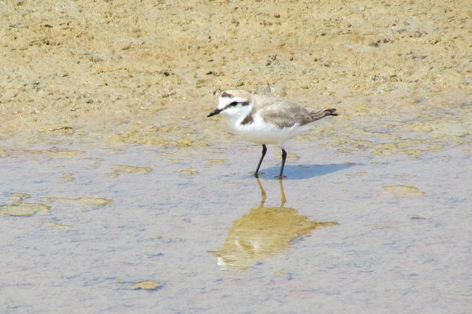 Laid-back birdwatching week - Day 5: Lagoa dos Salgados and A Rocha’s conservation work