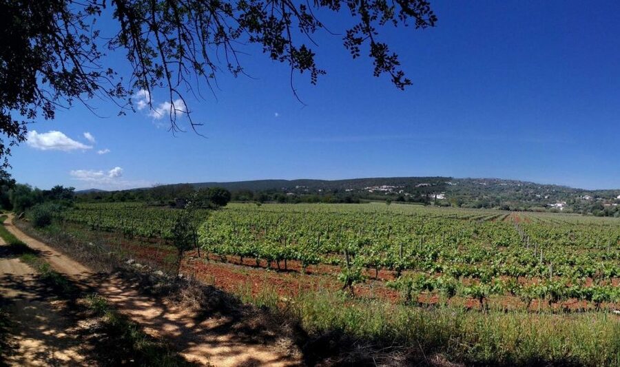 Loulé: Quinta da Tôr Winery Guided Tour and Wine Tasting - Key things to know before you go