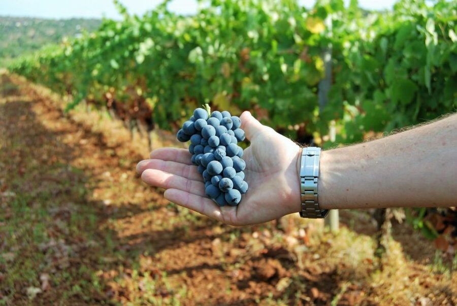 Loulé: Quinta da Tôr Winery Guided Tour and Wine Tasting - Who this tour suits best, and who might want a different option