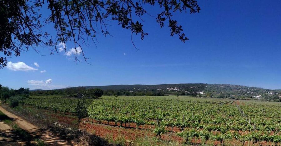 Loulé: Quinta da Tôr Winery Guided Tour and Wine Tasting - The 30-minute guided winery tour: what you’ll actually see
