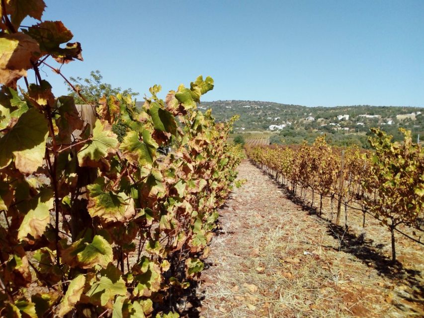 Loulé: Quinta da Tôr Winery Guided Tour and Wine Tasting - Algarve grape basics: the 7 varieties you’ll hear about