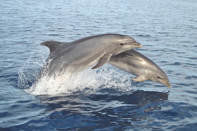 NEW Lagos-Watching Dolphins and Benagil Cave with Biologists - Value check: is $72.59 worth it for Lagos dolphins and Benagil?