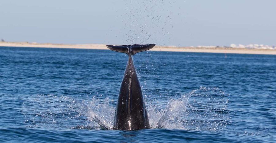 Olhão: Dolphin Observation - Ria Formosa reserve views: why the scenery is more than filler