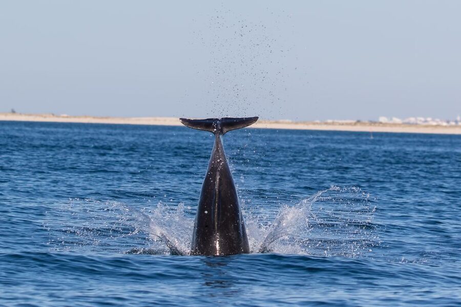 Olhão: Dolphin Observation - How the 2.5-hour cruise unfolds once you’re on board
