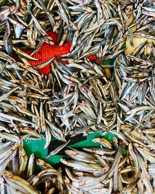 Olhão Fish Market & Food Tour - Who this Olhão seafood tour is best for