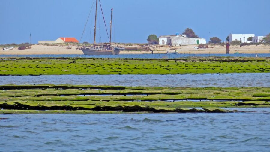 Olhão: Private Boat Tour to Ria Formosa - Practical tips for a smoother 4 hours