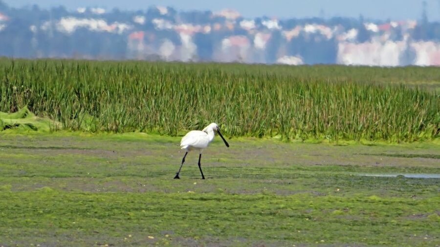Olhão: Private Boat Tour to Ria Formosa - The swim break: crystal-clear water and the small details that matter