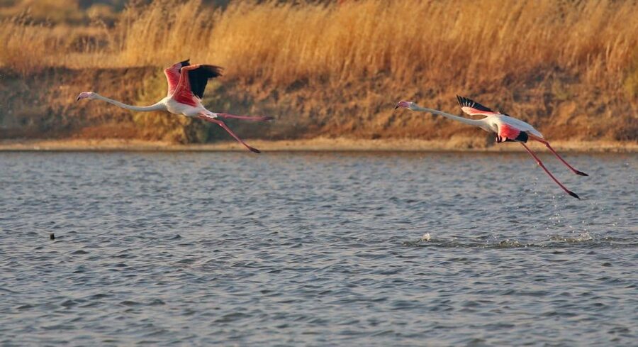 Olhão: Private Boat Tour to Ria Formosa - Boat comfort: shade, life vests, and drinks without fuss