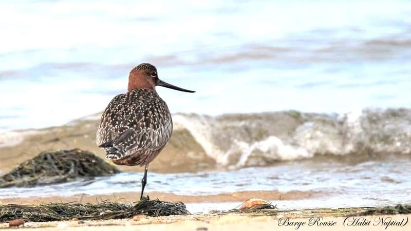 Olhão: Ria Formosa 3 Islands Guided Day Trip by Boat - Dolphins and wildlife: sightings aren’t promised, but the search is real