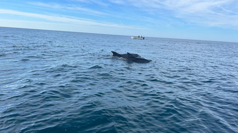 Olhão- Safari Watching Dolphins and other species - Key highlights you’ll feel on this boat
