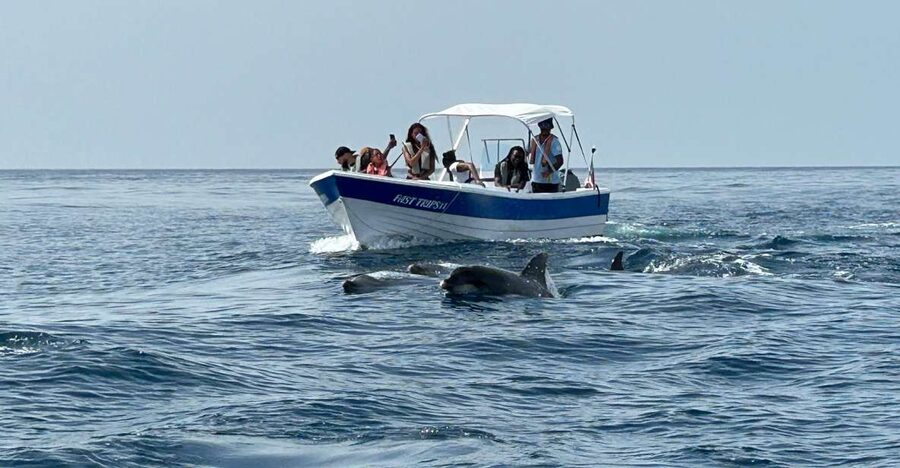 Olhão- Safari Watching Dolphins and other species - Olhão’s 2-hour dolphin safari: what you’re actually buying