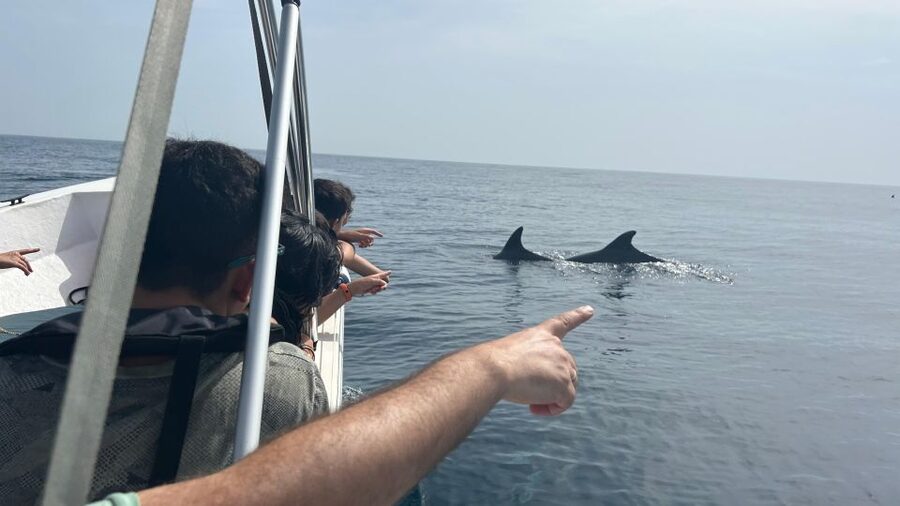 Olhão- Safari Watching Dolphins and other species - What dolphins you might see (and how the guide helps you notice)